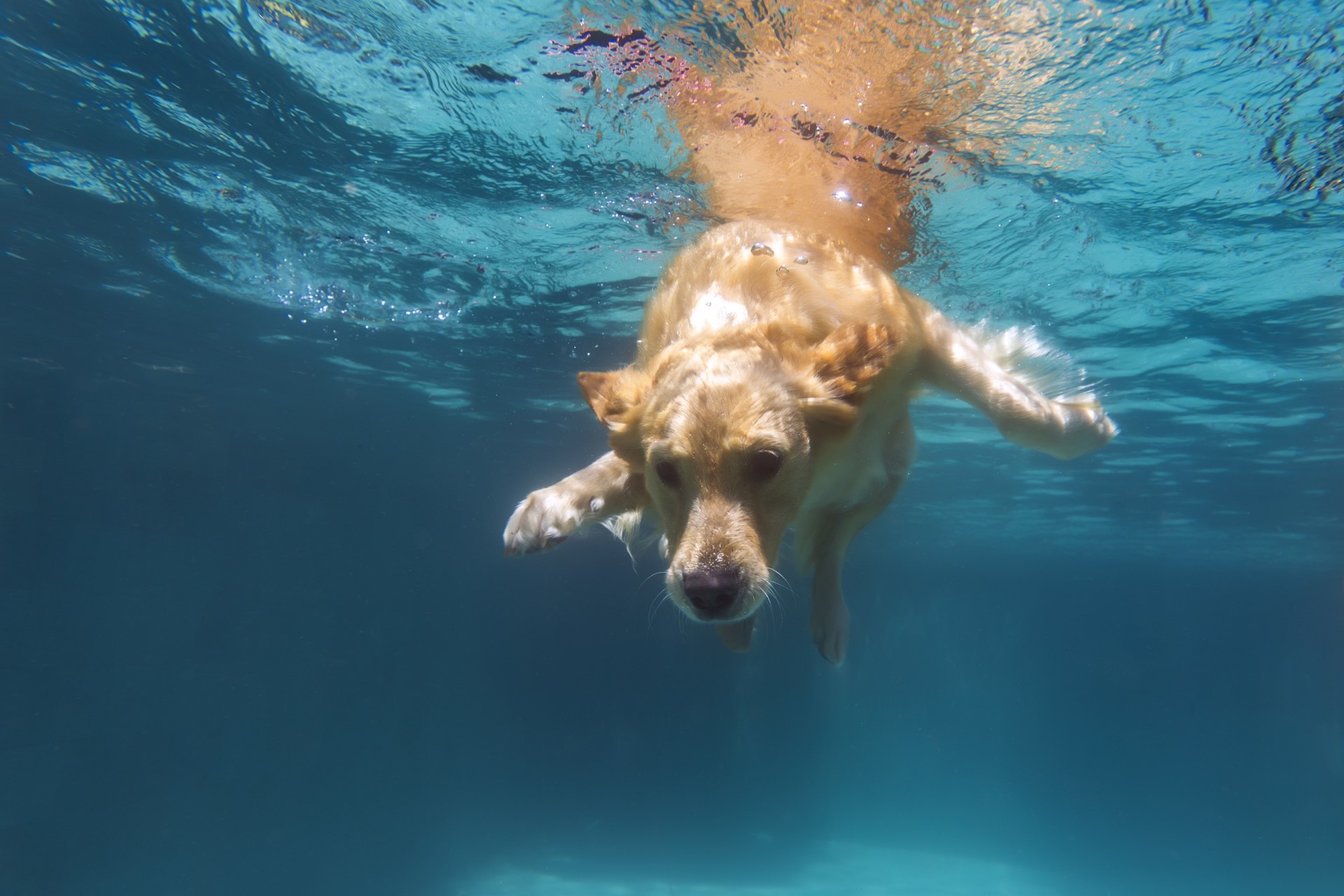 Dog Swim