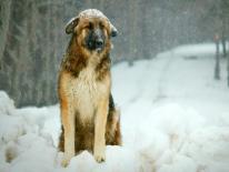 A dog, with a sad expression, sits in a snowy yard as more snow falls. 