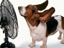 Protect your pet from extreme summer heat. Little dog is enjoying the cool breeze from a large fan.
