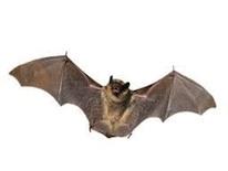 Picture of a bat Picture of a bat