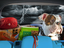 Plan ahead for an emergency evacuation. Big dog in the back seat of a car with emergency supplies; the weather is stormy with lightening bolts flashing.
