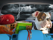 Big dog in the back seat of a car with emergency supplies; the weather is stormy with lightening bolts flashing.