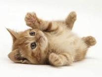 Kitten lying on its back Kitten lying on its back