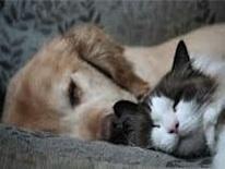 Dog and cat, laying down nice and cozy, taking a nap together.