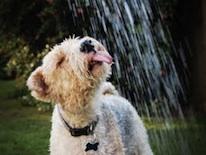 Photo of a dog drinking water