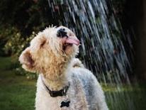 Dog Licensing Photo of a dog drinking water