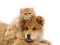 Cat on dog's shoulder