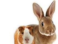 Guinea pig and rabbit