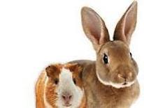 Guinea pig and rabbit Guinea pig and rabbit