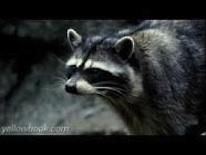 Raccoon Raccoon