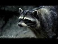 Raccoon